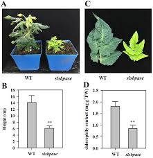Tomato companion plants for weed control. Ijms Free Full Text Knockout Of Slsbpase Suppresses Carbon Assimilation And Alters Nitrogen Metabolism In Tomato Plants