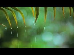 63 Relaxing Music Soft Rain Relaxing Piano Music Sleep Music Peaceful Music 148 Youtube Relaxing Music Sound Of Rain Rain Music