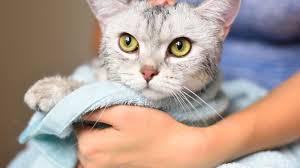 Put pill in end of drinking straw, force mouth open with pencil and blow down drinking straw. How To Give Your Kitten A Bath