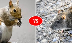 What you need to know about them and how dangerous they are. Squirrel Vs Rat Fight Comparison Who Will Win