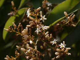 Image result for Connaraceae