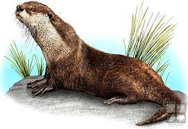 Full Color Illustration Of An African Or Cape Clawless Otter Hystrix Cristata Otters Scientific Illustration Animals
