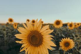 Check spelling or type a new query. Sunflower Aesthetic Photos Facebook