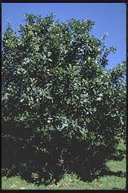 Image result for Macadamia aff. integrifolia