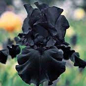 Japanese Bottlebrush Breck S Iris Flowers Black Flowers Amazing Flowers