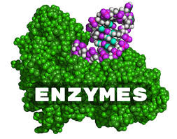 Bentuk vesikel rembesan yang terbentuk daripada hujung jasad golgi., vesikel rembesan bergerak menuju ke membran plasma dan bercantum dengannya, lalu merembeskan enzim ke luar sel. Bab 5 Biologi T4 Metabolisme Enzim Bhg 1 Quiz Quizizz