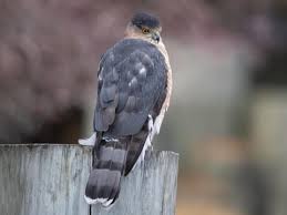 This coopers hawk came in unable to fly. Cooper S Hawk Identification All About Birds Cornell Lab Of Ornithology