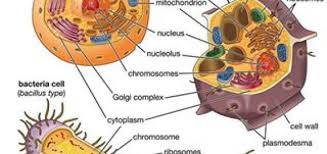 Jul 27, 2021 · golgi apparatus/ golgi complex/ golgi body. Animal Cells Science Online