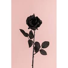 Check spelling or type a new query. Ecuadorian Rose S913 Bk S913 Bk Silkflora Artificial Flowers