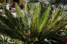 Image result for Cycas