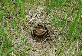 Die harmlosen tiere kommen nur vorübergehend zu besuch. Erdkrote Bufo Bufo Steckbrief Ernahrung Eine Krote Im Eigenen Garten