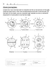 Everything inside that cell was copied (the nucleus, the mitochondria, the. Mitosis Coloring Sheet Printable Pdf Download