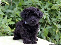 Black And White Yorkie Poo Puppies For Sale Yorkie Poo Puppies For Sale Zoe Fans Blog Yorkie Poo Puppies Yorkie Poodle Black Yorkie Poo