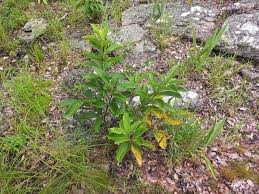 Image result for Cyphostemma crotalarioides