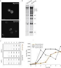 Some cells contain multiple russell bodies. Biochemical Nature Of Russell Bodies Scientific Reports