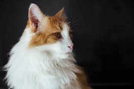 If you're familiar at all, you know that this coat belongs to some of the sweetest, most lackadaisical felines who love long naps and snuggles. 10 Domesticated Cat Breeds That Are The Largest