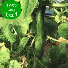 Dünne gurken haben im allgemeinen weniger samen als diejenigen, die dicker sind; Gurke Gemuse Aus Deinem Garten Und Balkon Haus Und Beet
