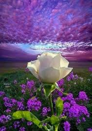 Flower With A Beautiful View Beautiful Flowers Beautiful Rose Flowers Beautiful Roses
