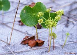 Image result for Hydrocotyle bonariensis
