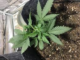 We did not find results for: Very First Northern Lights Auto Grow The Autoflower Network