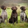 Buy and sell german wirehaired pointers puppies & dogs in glasgow with freeads classifieds. 1