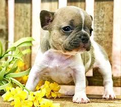 Why go to a dog breeder, cat breeder or pet store to buy a dog or buy a cat when you can adopt? Animal Kingdom Puppies For Sale Phoenix Tucson Tempe Glendale Az