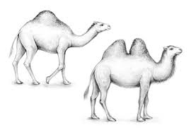How To Draw A Camel Find & download free graphic resources for cute animals. how to draw a camel