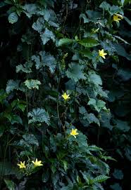 Image result for Peponium