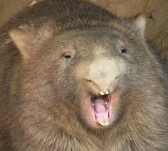 The wombats the wombats proudly present: Did You Know We Feed Medicate And Sleepy Burrows Wombat Sanctuary Facebook