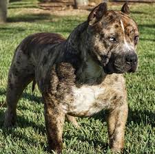 Black American Bully Xl Price Merle Pitbull Merle Pitbull Bully Pitbull Scary Dogs