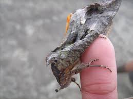 Image result for samanala kanda