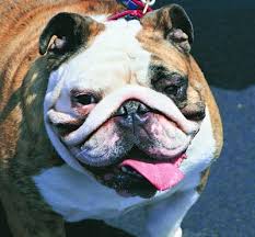 Born in the us state of michigan and raised in quebec, canada, steven crowder really had nothing going for him until he turned twelve. The Best Breeds For Security Work What Are Tug S Favorite Protection Dogs Animal Watch Heraldextra Com