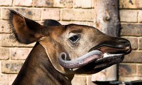 The Okapi S Tongue Is Long Enough For The Animal To Wash Its Eyelids And Clean Its Ears Okapi Animals Animals Wild