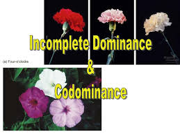 In genetics, dominance is the phenomenon of one variant (allele) of a gene on a chromosome masking or overriding the effect of a different variant of the same gene on the other copy of the chromosome. Ppt Incomplete Dominance Codominance Powerpoint Presentation Free Download Id 2570590