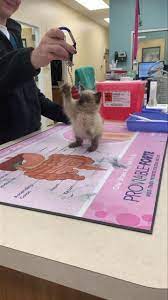 Check spelling or type a new query. Mebane Pet Clinic Home Facebook