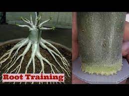 Pin On Gardening