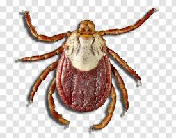 .crab virus — ransomware that has been locking files, dropping this file extension to. Tick Dungeness Crab Arthropod Mite Parasitism Seafood Bug Transparent Png