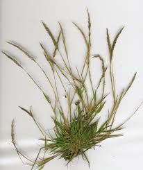 Image result for Sporobolus bechuanicus