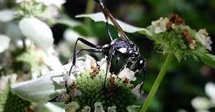 How to find the best pest control company in my area? Pest Control In Baltimore 5 Star Rated Maryland Pest Control Near Me