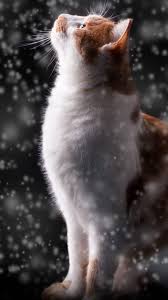 Ekran Kilidi Cat Kedi Wallpaper Trend In 2020 Cats Cat Photography World Cat Day