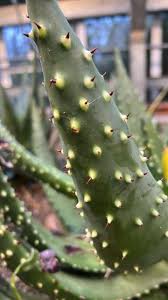Image result for Aloe aculeata × ortholopha