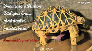 Indian Star Tortoise］Did you know that turtles masturbate? - YouTube