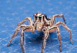 But spiders can be restless eaters. 15 Simple And Effective Remedies To Get Rid Of Spiders From Your Home