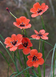 Image result for Moraea niassensis