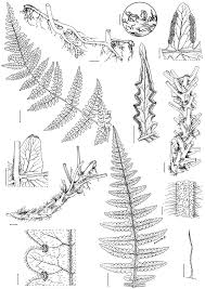 Image result for Blotiella