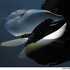 Colin baird trained keiko and tilikum, two orcas that became famous for different reasons, but both impacted the way people viewed killer. Orca Keiko Keiko Orca Twitter