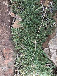 Image result for Selaginella dregei