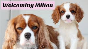 All our puppies come with akc registration and are eligible for dual registration with the. First Day With New Puppy Cavalier King Charles Spaniel Youtube