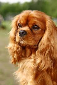 Check spelling or type a new query. Cute Pet Dogs Com Cutestpetdogs Twitter