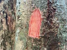 Image result for Dasylepis eggelingii